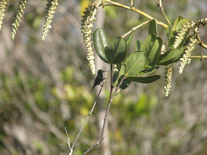 black-bellied thorntail-Discosura langsdorffi